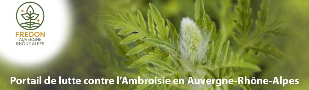 Ambroisie