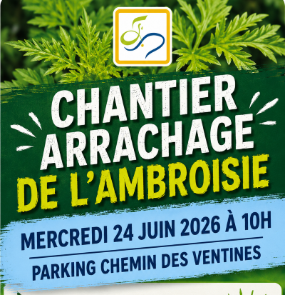 Chantier arrachage ambroisie site